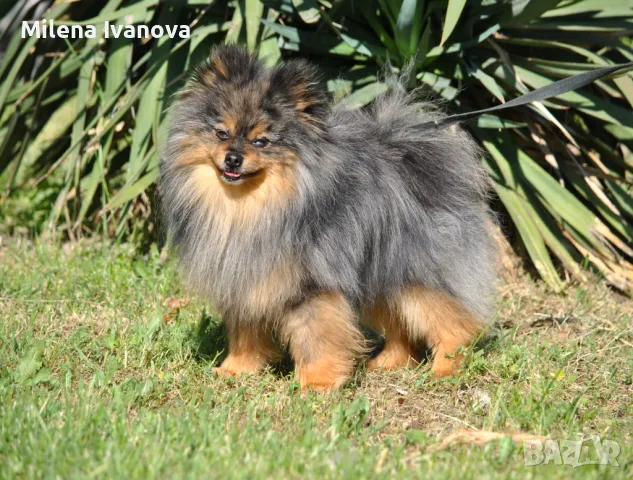 Померан мерле с родословие , снимка 6 - Померан - 50173884