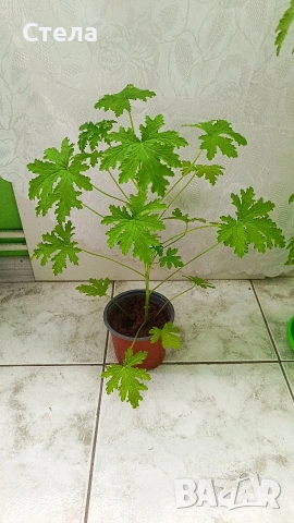 комплект цветя 10 евро и други цветя , снимка 10 - Стайни растения - 53144265