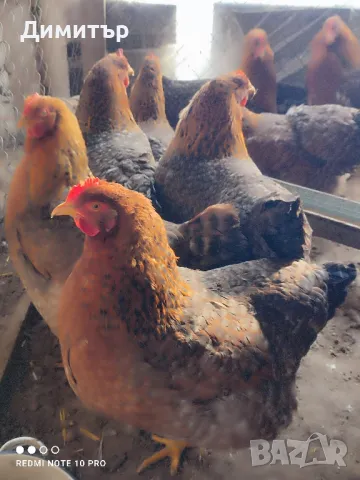 Разплодни яйца от Билефелдер , снимка 2 - Кокошки и пуйки - 48921428