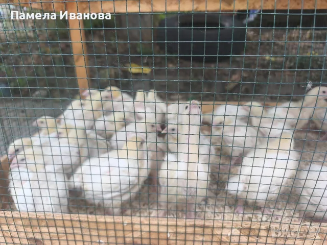 Бройлери на 20 дена 