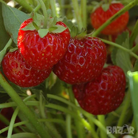 Ягоди Мице Шиндлер разсад пикиран в чашки, снимка 3 - Разсади - 51390566