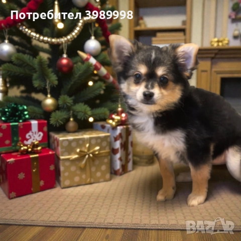 Момиче мини шпиц