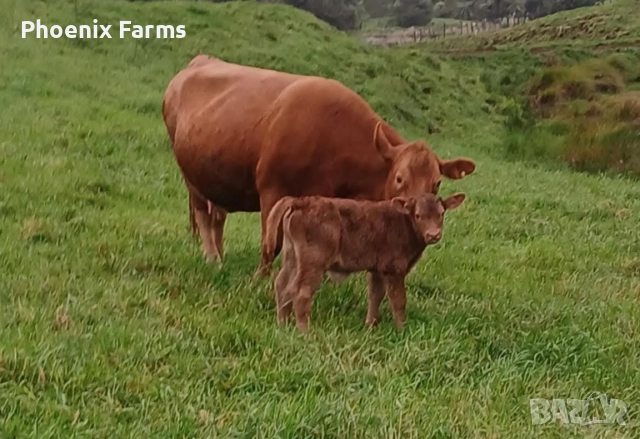Домашно зряло краве сирене , зрял кашкавал , снимка 3 - Домашни продукти - 52590007