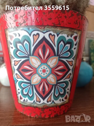 керамична саксия от Тунис с красив екзотичен кактус, снимка 2 - Стайни растения - 40525394