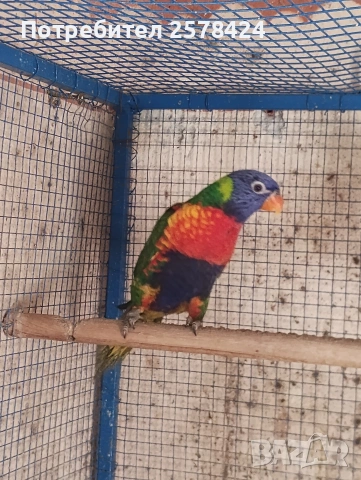 Продавам Многоцветно Лори на една година с ДНК тест за пол,папагалче то е мъжки 0879166611, снимка 3 - Папагали - 53694570