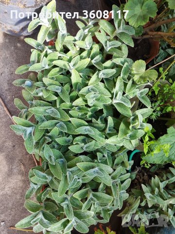Мъхеста традесканция, снимка 3 - Градински цветя и растения - 40416402