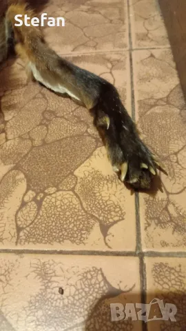 Кожа от лисица, снимка 10 - Антикварни и старинни предмети - 48744215