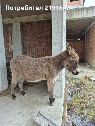 продавам женско магаре