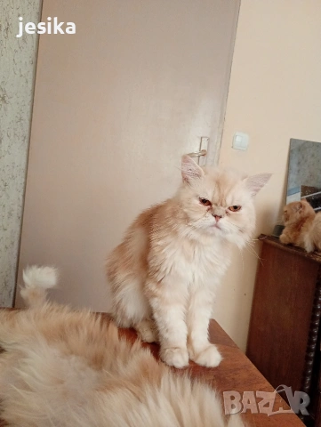 персийска на 6 месеца . Родителите са на последните снимки., снимка 5 - Персийска - 52840492