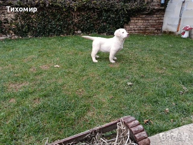 Алабай , снимка 5 - Алабай - 53407632