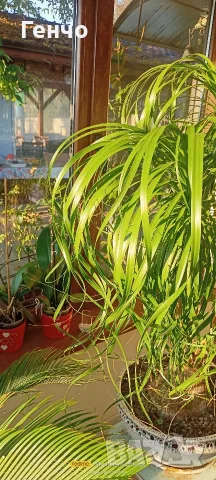 Бокарнея (познато още като Нолина или Beaucarnea recurvata), снимка 2 - Стайни растения - 56158041