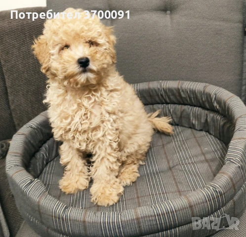 той пудел/мини пудел, снимка 1