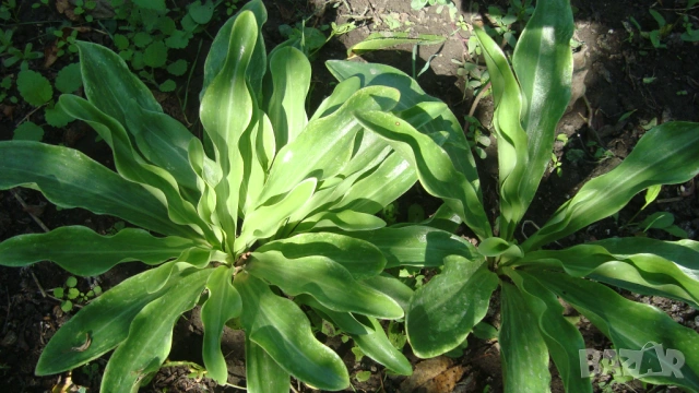 Бял крем, Бял лилиум (Lilium candidum), снимка 2 - Градински цветя и растения - 53347879