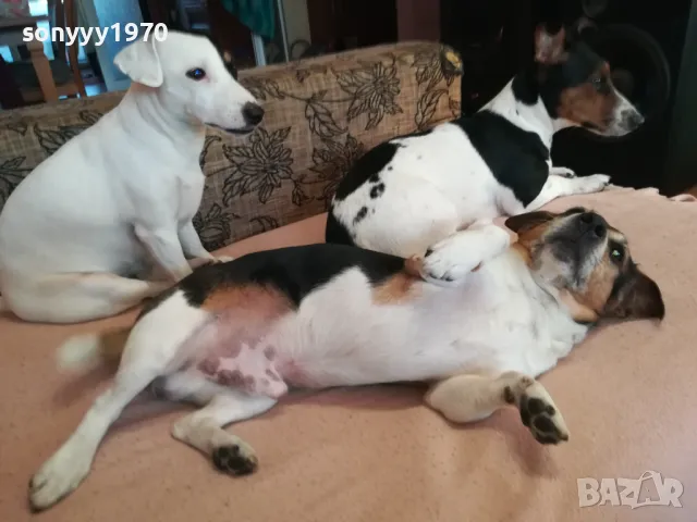 ДЖАК СИ ТЪРСИ ЖЕНА 1303251250