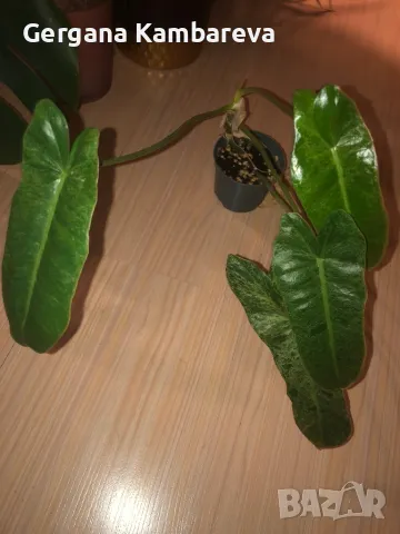 Philodendron Paraiso Verde , снимка 5 - Стайни растения - 48801461