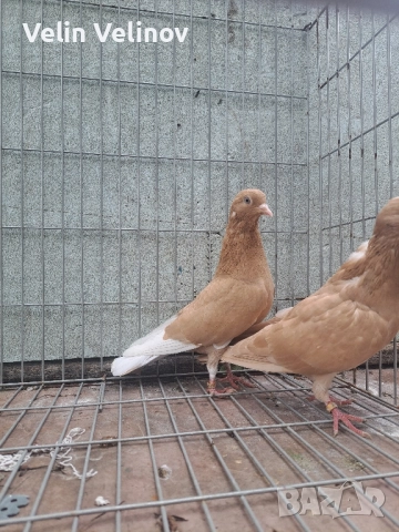 Промоцията свърши. Английски типлери. 