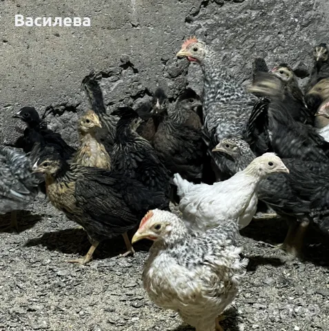 Пиленца Легбар и Амераукана на два месеца, снимка 3 - Кокошки и пуйки - 55930042