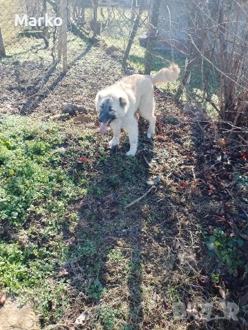 Кангал, снимка 6 - Кангал - 52077831