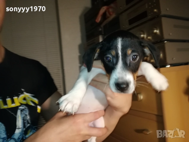 КУЧЕНЦЕ ДЖАК РЪСЕЛ 250ЛВ С ВАКСИНА И ПАСПОРТ 2310251706, снимка 7 - Джак ръсел териер - 52157021