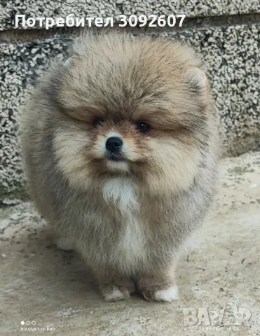 Померанче момче , снимка 3 - Померан - 49647628