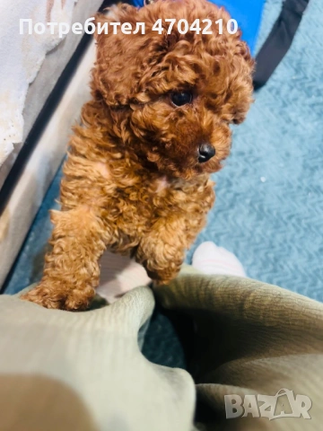 Мини Той пудел , снимка 2 - Пудели - 53139152