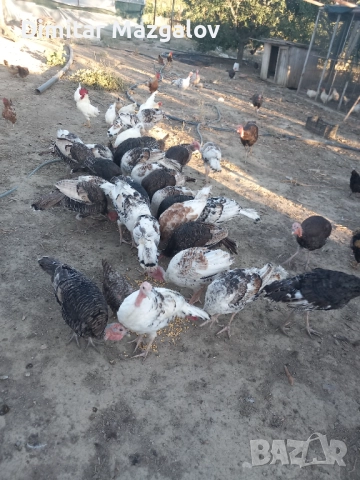 Пуйки 60 лв., снимка 4 - други­ - 52792933