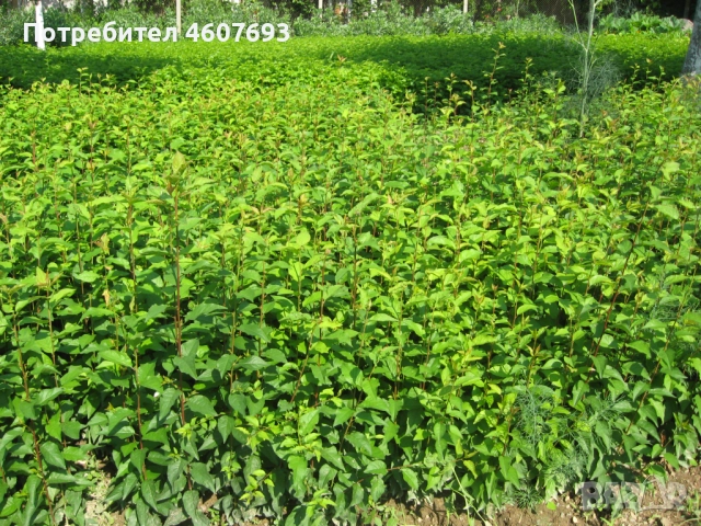 Продавам подложки махалебка и джанка, снимка 5 - Сортови семена и луковици - 52151117