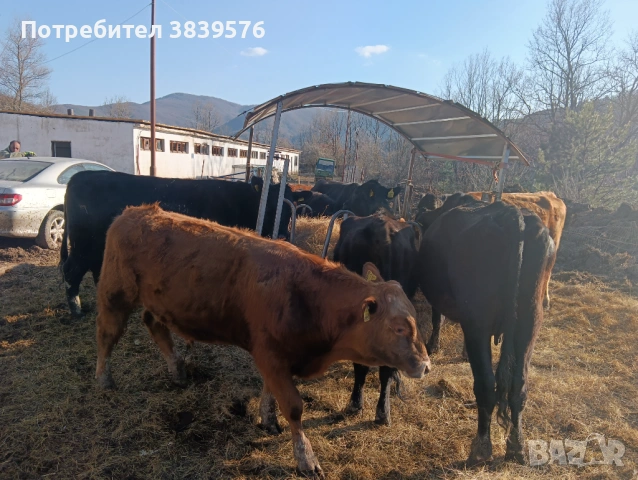 Крави Телета Ангус, снимка 3 - Крави - 53833044
