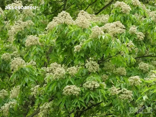 Продавам фиданки от медоносното дърво на пчеларя Еводия Даниели разсад дръвчета Еводиа за медосбор, снимка 17 - Разсади - 49271516