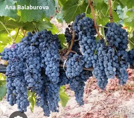 Продавам грозде за вино и ракия