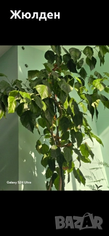 китайска роза, снимка 2 - Стайни растения - 52834251