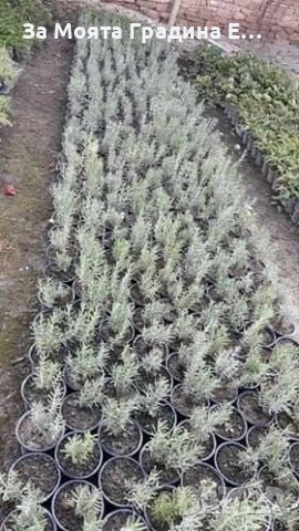 Лавандула - Лилава , снимка 4 - Градински цветя и растения - 53744407