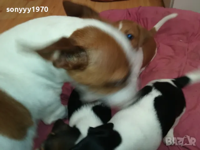 джакове-бебета с първа ваксина и паспорт 0502251824, снимка 6 - Джак ръсел териер - 48981730