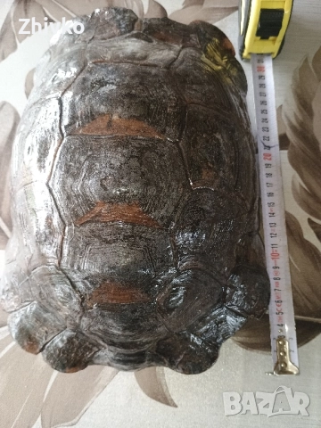 Костенурка, снимка 2 - Костенурки - 52533977