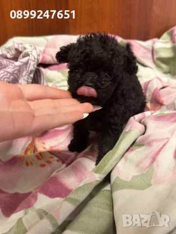 Той пуделче , снимка 1