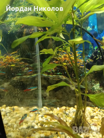 Рибки неони 5 броя , снимка 2 - Рибки - 53292504