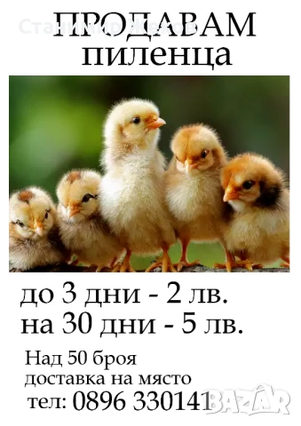 Домашни яйца