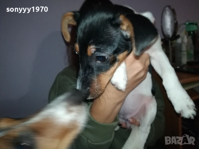ВНУЧКА НА СНУПИ,ДЪЩЕРЯ НА ДЖАК ОТ ВИДИН 0412251506, снимка 8 - Джак ръсел териер - 52651296