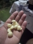 Градински Лук, снимка 5