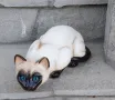 Сиамска Котка, снимка 1