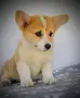 Уелско Корги кученца, снимка 2
