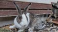 Холандски зайци, зайци Веселина и кръстоска, снимка 11