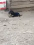 Ловджийско куче , снимка 9