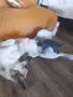 Малко котенце търси грижовни осиновители, снимка 7