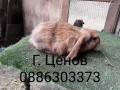 Продавам кочовати зайци., снимка 4