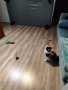 Вакумно залепваща се за пода играчка за котки с накрайник птица, снимка 11