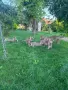 Чехословашки вълчак, снимка 1