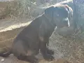 КУЧЕТА КАНЕ КОРСО, снимка 7