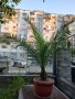 Канарска финикова палма, снимка 2