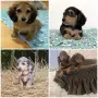 Дакели дългокосмести, снимка 1